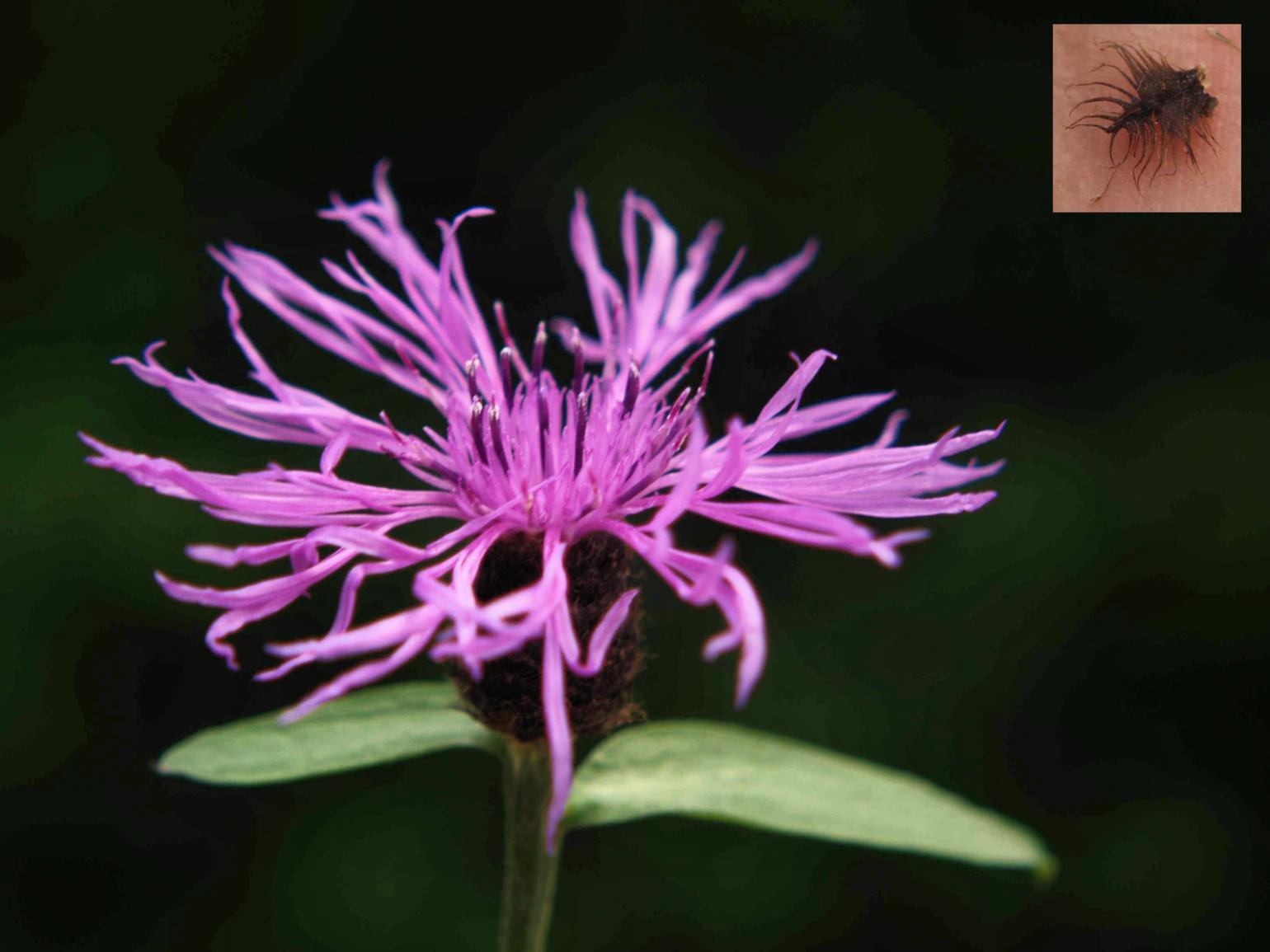 Knapweed [large-flowered]
